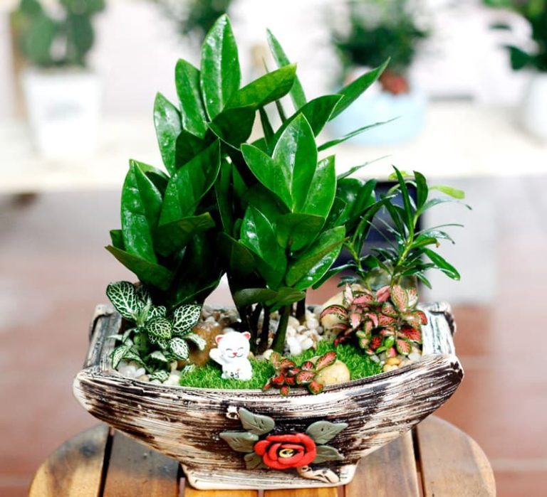 Cây xanh trang trí