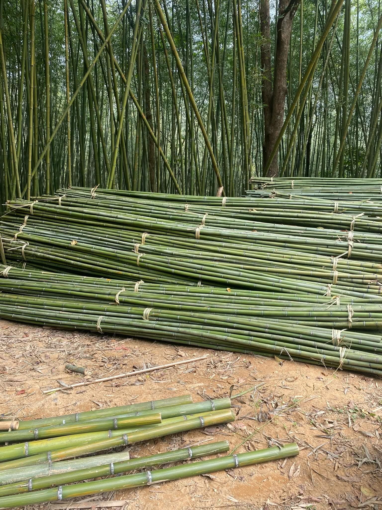 Tre Cuốn Là Gì? Quy Trình Sản Xuất & Ứng Dụng Trong Thủ Công Mỹ Nghệ